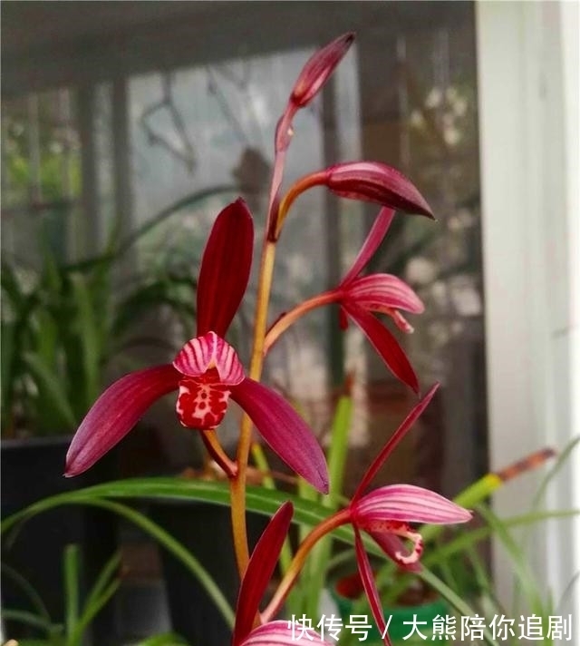 此兰被称为三千年的“美女花”,神秘又高雅,开花奇香,难得一见