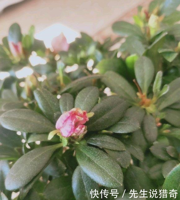 杜鹃花买回家,两个月就挂了,杜鹃有“3怕”,避开很重要