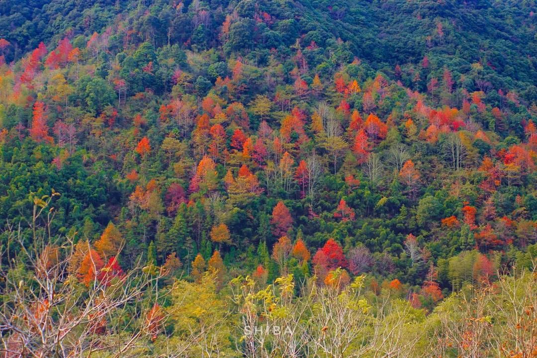 泰顺县|泰顺红枫古道迎来最佳观赏期，已为您安排最优路线，注意查收！