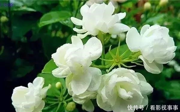 茉莉花|茉莉土加“一料”，根壮不黄叶，7天窜出一圈笋，养成繁花小老桩！