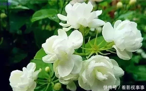 茉莉花|茉莉土加“一料”,根壮不黄叶,7天窜出一圈笋,养成繁花小老桩!