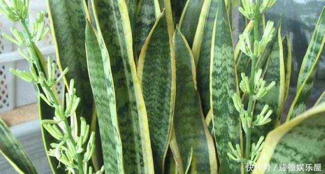 老花匠养的“虎皮兰”,侧芽长爆盆,原来是注意好了这4点