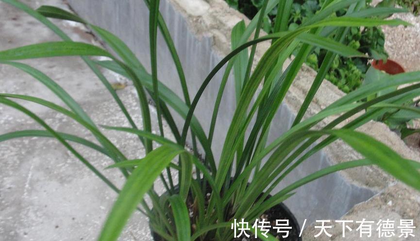 焦尖|兰花焦尖,该不该剪掉?分情况,还需多注意日常打理