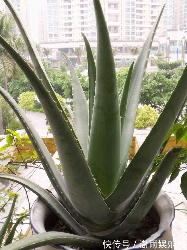 13种“阴冷花”，客厅没光照，长得更旺，越晒越难看