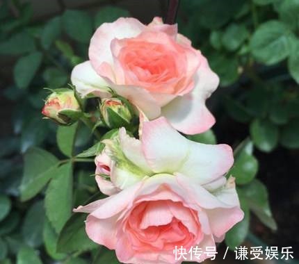 玛丽公主|这些“高贵之花”，花朵漂亮开花多，每一种都很值得养太美了