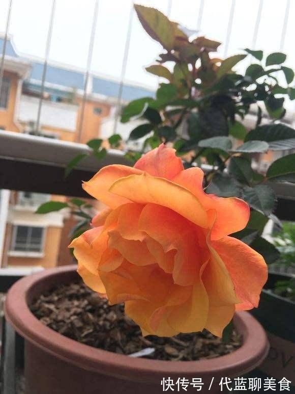 又美又香的月季花，还没入手太亏了，花期可是几百天