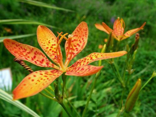 三农|农村山坡常见的野草，可以降低血脂，见过吗