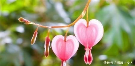 不是牡丹胜过牡丹,花型奇特,玲珑可爱,值得拥有