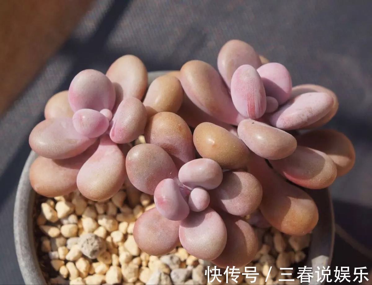 阴凉处|9月开始，养桃蛋“牢记”2个字，半年养的“胖嘟嘟”，萌化了