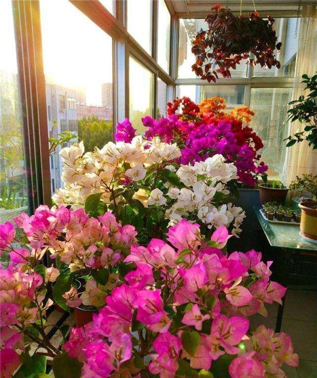 三角梅养不好？3种肥料不能少，一种促花，一种绿叶，一种壮根