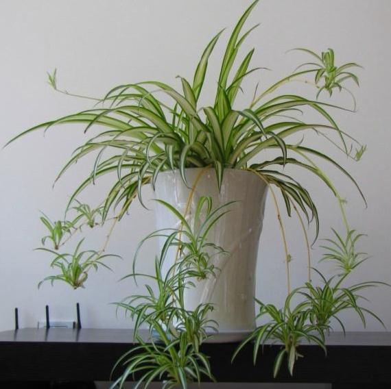 浇水|吊兰最爱喝“它”，十天喂一次，叶子翠绿两指宽，小吊疯长还开花