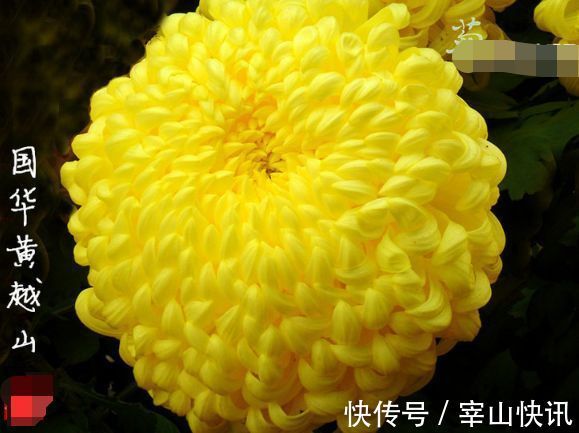 喜欢玫瑰，不如养盆“菊中珍品”国华黄越山，似金色芍药，金灿灿