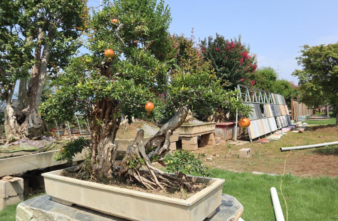 主干|盆栽石榴模样土?少了修剪这一步,咔嚓咔嚓,高大上