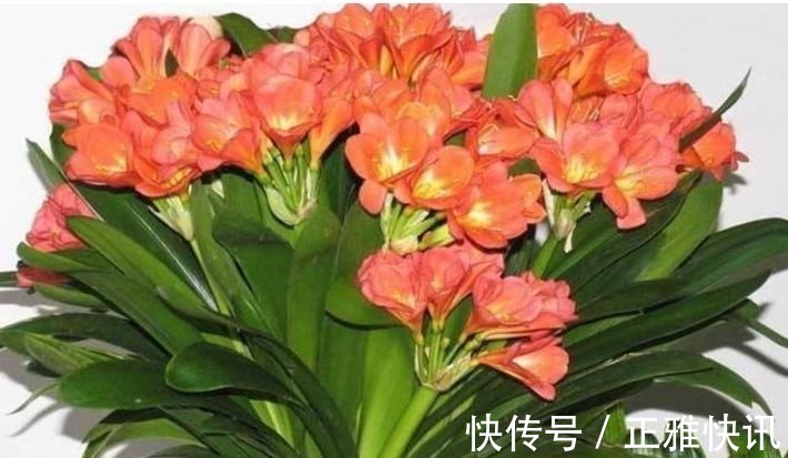 松红梅|此款花卉,好养易爆盆,花开媲美玫瑰,花朵姿态万千,美