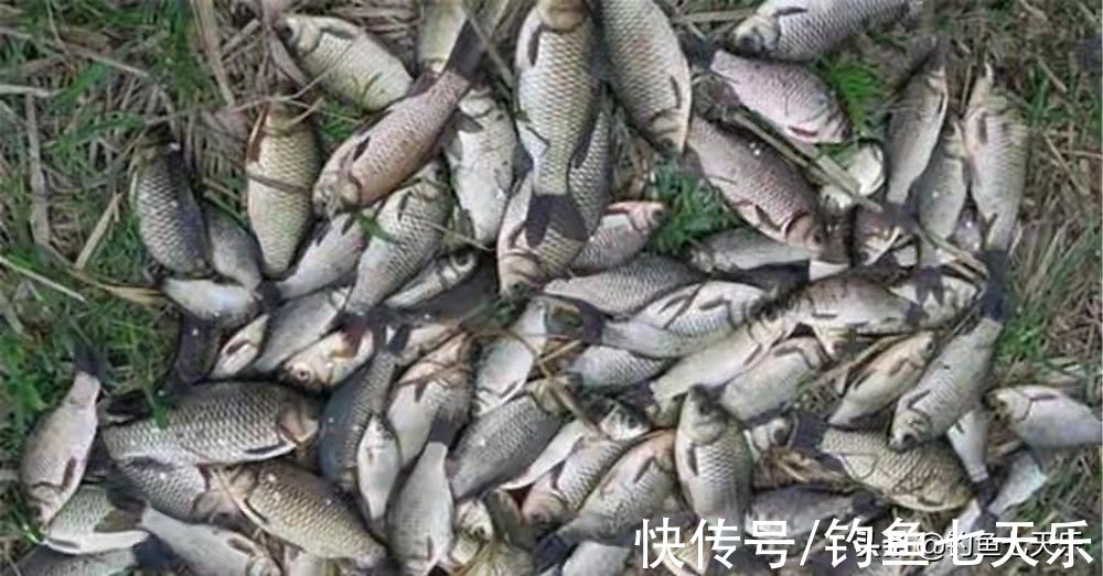 冬季想钓大板鲫，鱼饵、天气、鱼竿以及钓位，一个都不能少