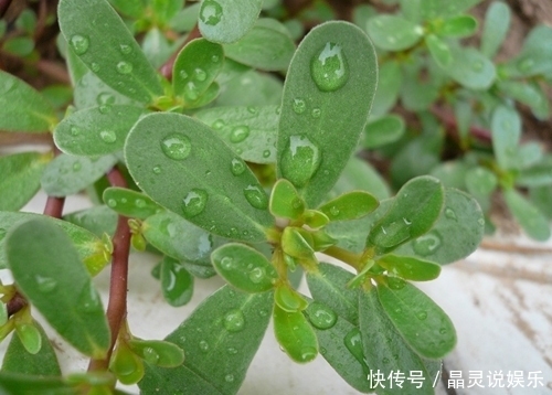 农村这野菜，功效奇高，降胆固醇，防心血管，祛毒排毒，你吃过吗