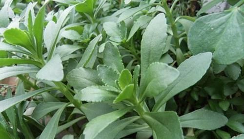 农村这种“人工”野菜，对失眠多梦疗效好，一般人都没有见过