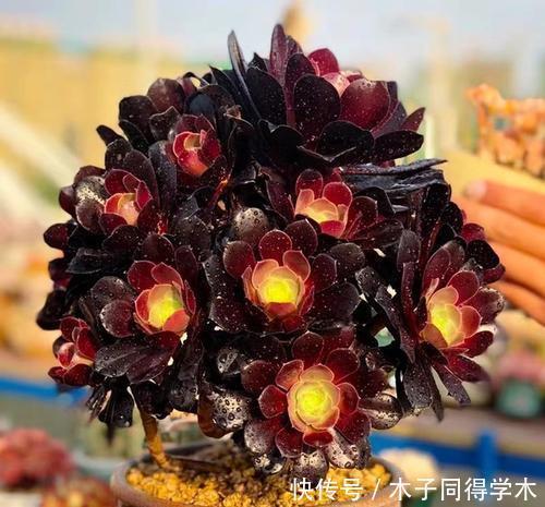 号称“巨无霸”的3种多肉，好养护易群生，小半年长成脸盆大