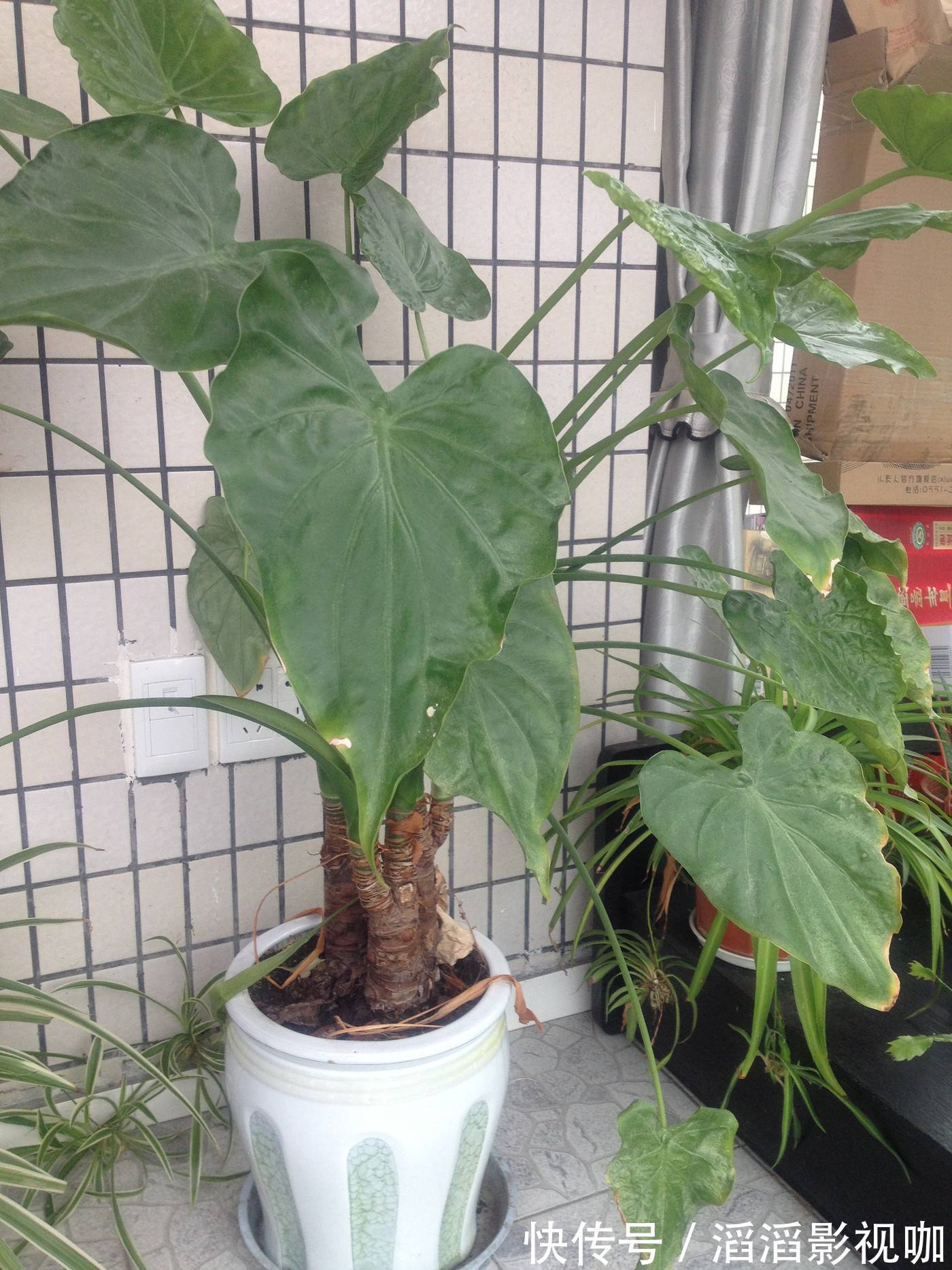 花友们|3种花,宁可扔了,也别在室内养护,个个有危险