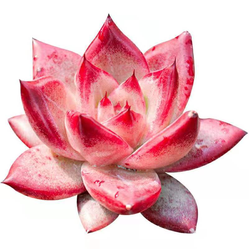 萌萌哒多肉已在渐渐苏醒,状态简直美翻了,看看你养了几种