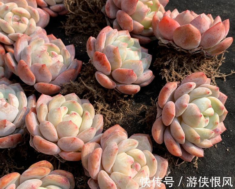 徒长|漫漫长冬又是伤,您的多肉该如何养护,冬季常见问题总结