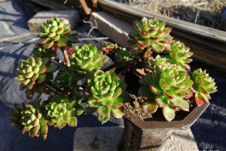 多肉|多肉蒂亚徒长夏天也能砍头,但要注意这四个细节才能成功爆侧芽