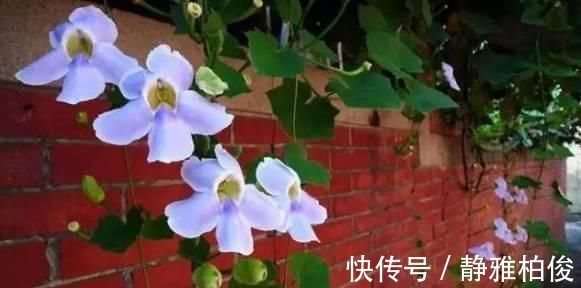 养护|这5种花种在家里一不小心就变成了花海