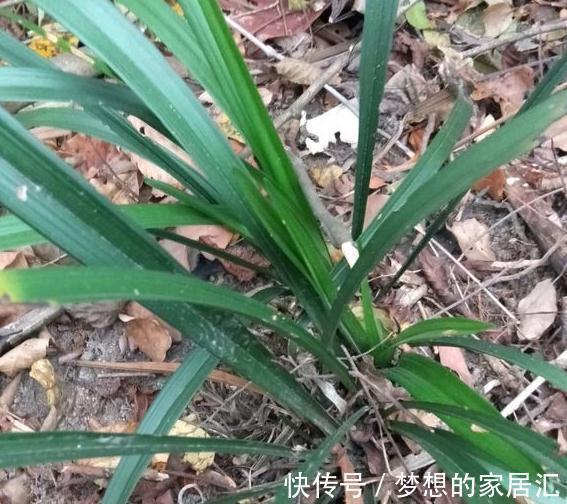 兰花|兰花繁殖该注意些什么,这些知识你必须了解,用不了半年翻倍