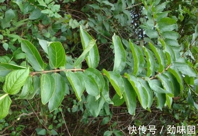 野果|山里一种怪树,过去农民见了就砍,但果实似樱桃,叶子还能麻醉鱼