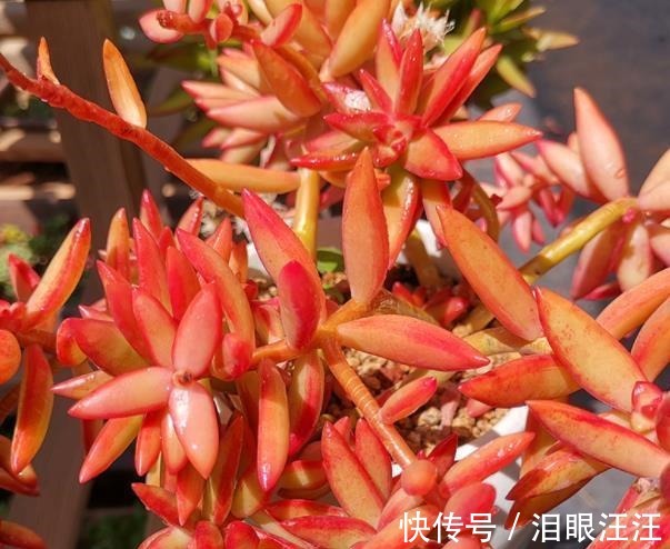 养护|4种漂亮多肉植物，号称“爆头小能手”，养一年长成群生手捧花