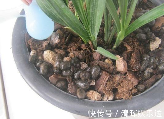 养花不会施肥2种“小东西”垫盆底，一年不用施肥，花卉蹭蹭长