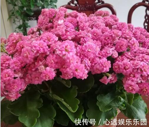 爆盆|养长寿花，换盆记住“正确时间”，操作得当，才能快生长，开爆盆