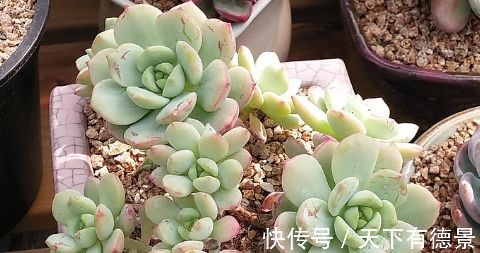 植株|此款多肉好养又好看，叶子肥厚果冻色，长出红尖惹人爱，值得拥有