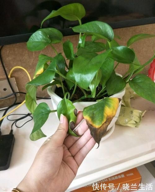绿萝又黄叶？一点“粉末”撒盆里，叶绿根壮，比啥肥料都好使
