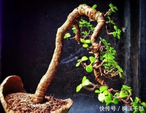 还养花现在很多人都养这“1种绿植”，枝干一变粗，就值钱了！