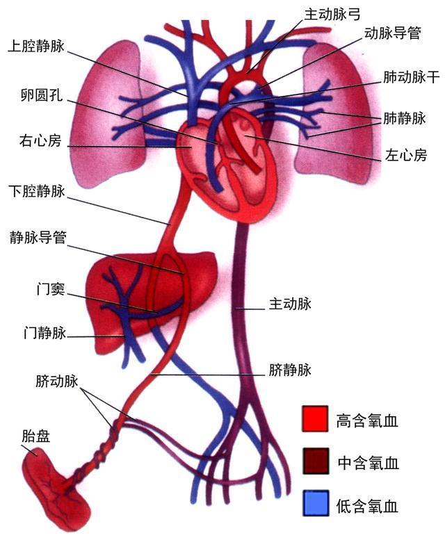 上文中|肚脐眼里连的根本不是肠子！为什么不能乱抠肚脐眼？终于搞明白了