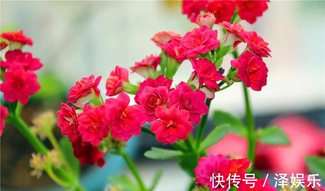 gt|你家长寿花“修剪”了吗趁着花败剪一剪,天气好,还能开一茬!