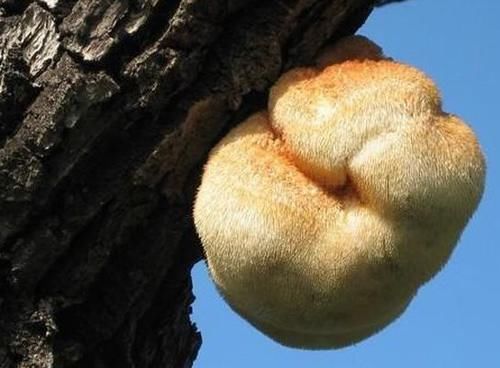 健康越来越重视，三种食物多吃点，滋肝排毒，美白润肤，不妨一试