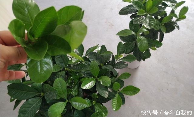 春天百花都要修剪，就是别动栀子花！剪一枝子，再也不开花！