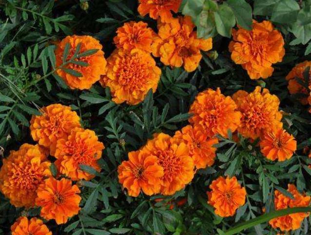 养盆“孔雀花”，一碰土就疯长，浇点水能开花，一年四季大又艳