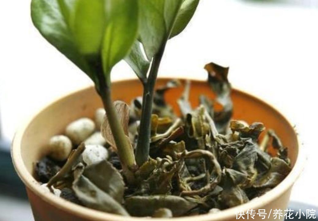 天气|天气炎热，3种水别拿来浇花，不然烂根黄叶，还招小虫子