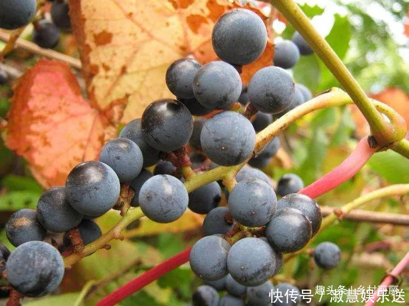 果实|山里的野果是农村童年最珍贵的零食,吃过的至少是90后