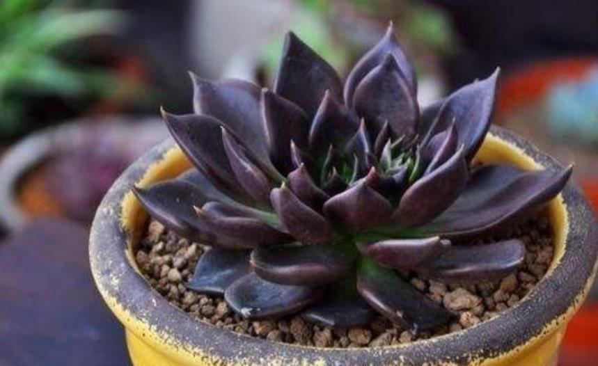 这“三多肉”真强悍，好养又好看，容易长出好状态，适合新手