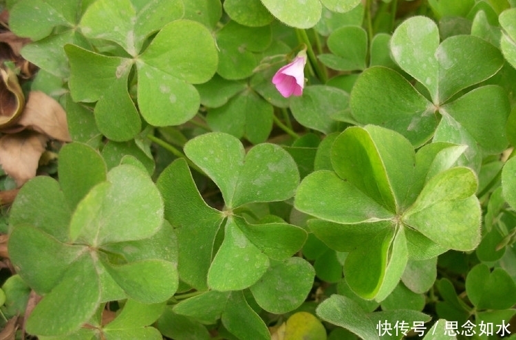 补血|路边常见的这种野菜,抗癌,补血,防感冒,最后一种预防口臭!