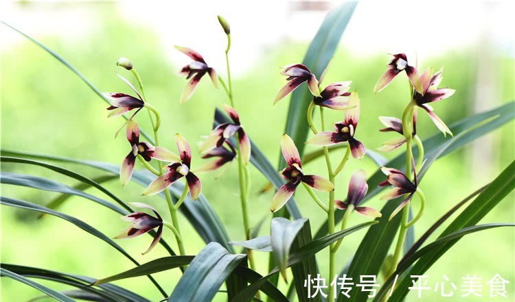 养兰花，浇水2句话，兰花不烂根，越长越旺，蹭蹭冒花苞！