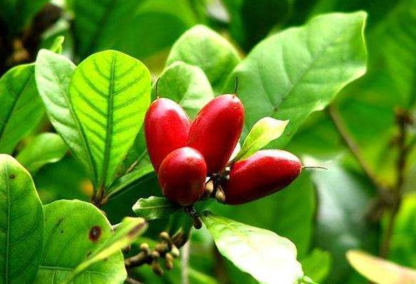 连体型|农村一种非常好吃的野果,姑娘说有爱情的味道,卖的价格也很高