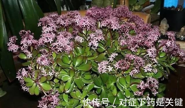 阳台上|为懒人准备的6种盆栽花卉, 一两个月忘记浇水也能活得滋润！