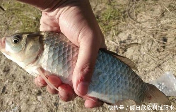 初夏钓鲫鱼，用对饵料找对钓位，爆护可以有