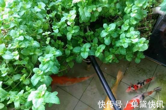 这5种花随便掐个枝就活,新手懒人花友千万别错过!