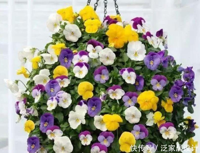 超漂亮的4种花,不怕晒,不怕热,繁花似锦,花美心情好!